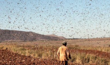 Çekirge istilası Türkiye sınırında mı?