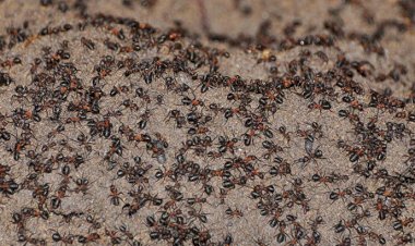 Umman’da karınca istilası