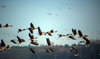 Trump yönetiminin yasa değişikliği milyarlarca kuşun ölümüne neden olabilir