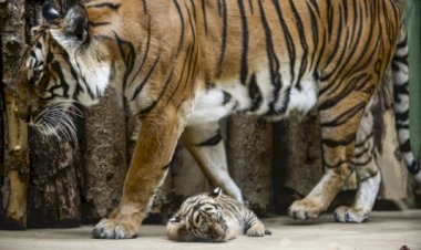 ABD'nin New York eyaletinde bir kaplanın Covid-19 testi pozitif çıktı