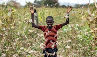 Doğu Afrika günde 150 kilometre kat eden çekirgelerin istilasıyla karşı karşıya