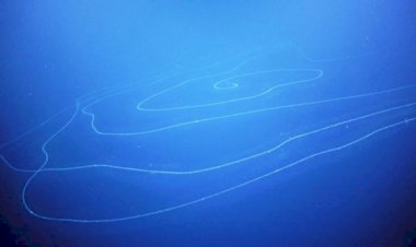 Dünyanın bilinen en uzun hayvanı okyanus dibinde keşfedildi